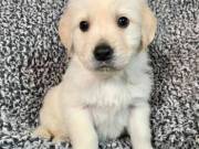 Beautiful male and female Golden retriever puppies for sale 7172004919