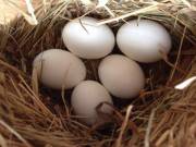 BUY Black Cockatoo Parrot Eggs - Home Parrots Farm BEST QUALITY