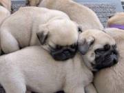 Adorable Male and Female Pug Puppies 