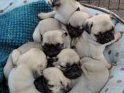 AFFORDABLE PUG PUPPIES LOOKING FOR READY HOMES