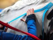 Kinesiology Tape | Equitape | Equi Taping