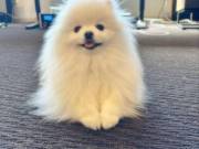 Cute Pomeranian Puppies For Rehoming Text/Call  (325) 268-1138