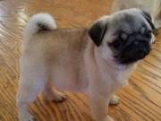 Cheap Baby Pugs Ready To Go