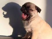 Vet Check Pug Puppies Available