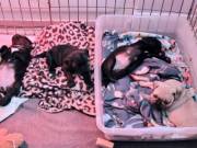 Healthy House Broken Pug Puppies For Sale 