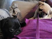 pug puppy for sale near me | Pug puppy Ready To Go