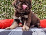 12 Weeks Old Pugs For Sale