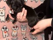 Lovely Amazing Pugs For Sale Near Me