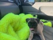 Stunning Pugs For Sale Near Me