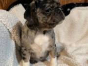 Purebreds Pugs 