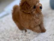 Gorgeous Poodle 