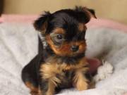 Lovely teacup Yorkie puppies for Adoption +1(469)4309367