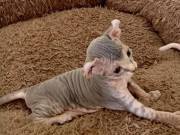 stunning Sphnx kittens pm us at  geressbrown559@gmail.com
