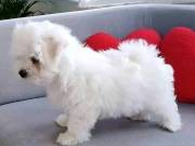 Quality Teacup Maltese Puppies,‪(202) 743-5646