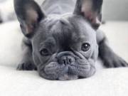 Beautiful French bulldog puppy 