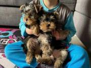 Sweet little Lisa Yorkie puppy