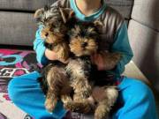 Home Raised and House Broken Yorkies