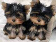 Absolutely Healthy Yorkie Puppy
