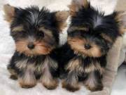 Tiny Teacup Yorkie 16oz @ 11 weeks