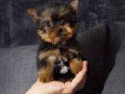 GORGEOUS YORKIE PUPPIES Text /call (330) 910 0534