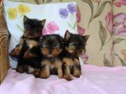  ** Teacup and Toy Sized **Text /call (330) 910 0534