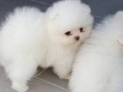 lovely Pomeranian Puppies Available