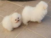 cute pure breed Pomeranian puppies