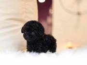 Cute teacup poodle for adoption 