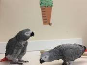 African Greys parrots for sale with cage