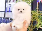 BEAUTIFUL REGULAR SIZE POMERANIAN PUPPIES FOR SALE