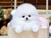 Socialized Pomeranian puppies (347)867-8574
