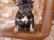 English Bulldog Puppies Available 