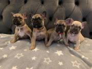  Beautiful French Bulldog Puppies