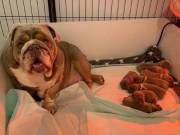 Pets for sale