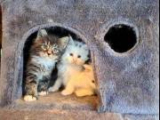 Available kittens to good home (504) 233-3582