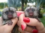 ???????? minature marmoset monkeys 