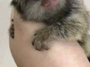 Home raised marmoset monkeys 