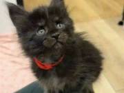 sweet kittens available 5042333582