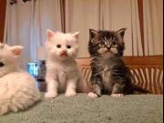 Ready for re homing 5042333582