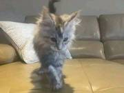 Kittens available for amazing home (504) 233-3582