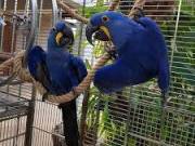 Adult single and breeding Pair hyacinth Macaw. Parrots call/text 484 466 8742