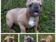 PUPPY 4 SALE 