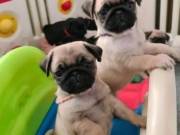 2 Adorable Pug Puppies ready for a good homes