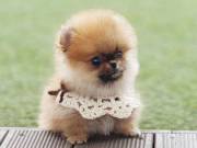 Male and Female teacup Pomeranian puppies for sale (347)867-8574