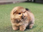 Pomeranian Puppies For Good Homes (347)867-8574
