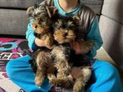 Sweet Yorkie Puppies Available