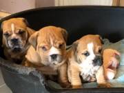 Akc registered English Bulldog puppies