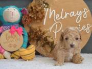 Lovely Toy Poodle Puppies