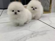 Small puppies near me 