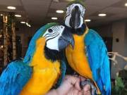 Macow parrots for sale mi